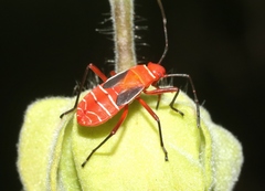Dysdercus suturellus
