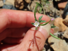 Epilobium minutum