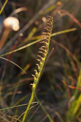 Spiranthes longilabris