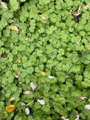 Hydrocotyle heteromeria