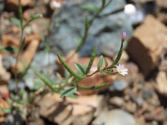 Epilobium minutum