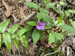 Melastomeae