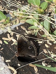 Junonia nigrosuffusa