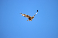 Buteo regalis