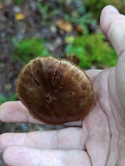Cortinarius distans