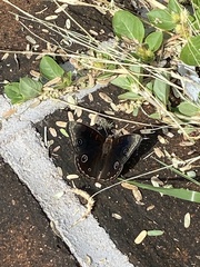 Junonia nigrosuffusa