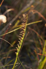 Spiranthes longilabris