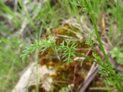 Daucus glochidiatus
