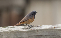 Phoenicurus ochruros phoenicuroides