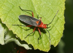 Dysdercus suturellus