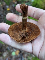 Cortinarius distans