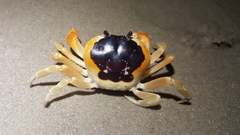 Gecarcinus lateralis