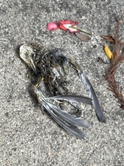 Passeriformes
