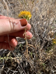 Chrysothamnus viscidiflorus