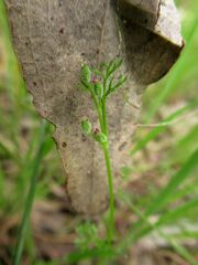 Daucus glochidiatus