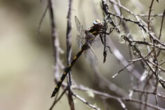 Cordulegaster dorsalis