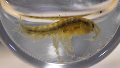 Gammarus
