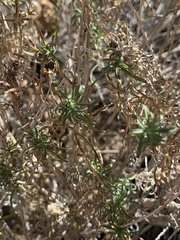 Chrysothamnus viscidiflorus
