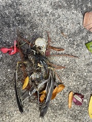 Passeriformes
