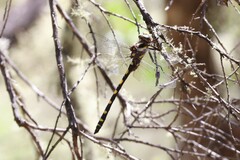 Cordulegaster dorsalis