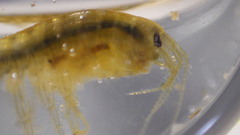Gammarus