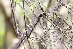 Cordulegaster dorsalis