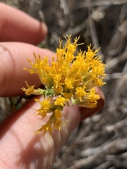 Chrysothamnus viscidiflorus
