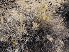 Chrysothamnus viscidiflorus