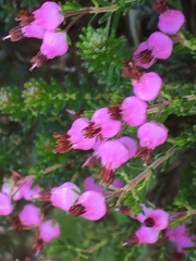 Erica umbellata