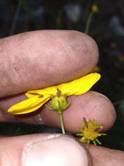 Coreopsis verticillata