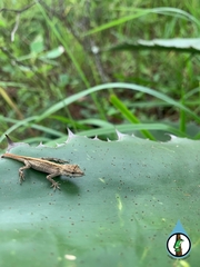 Anolis nebulosus