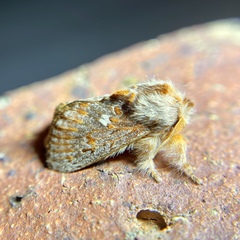 Pseudanapaea