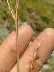 Schizachyrium scoparium