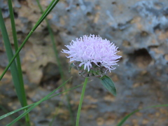 Monardella odoratissima