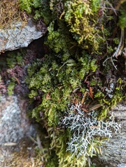 Hymenophyllum punctisorum