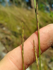 Schizachyrium scoparium