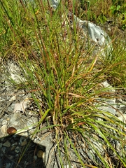 Schizachyrium scoparium