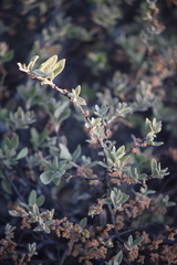 Quercus microphylla