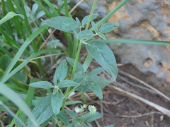 Monardella odoratissima