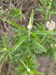 Ozothamnus ferrugineus
