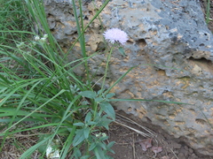 Monardella odoratissima