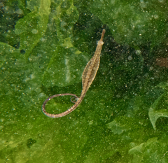Stigmatopora nigra