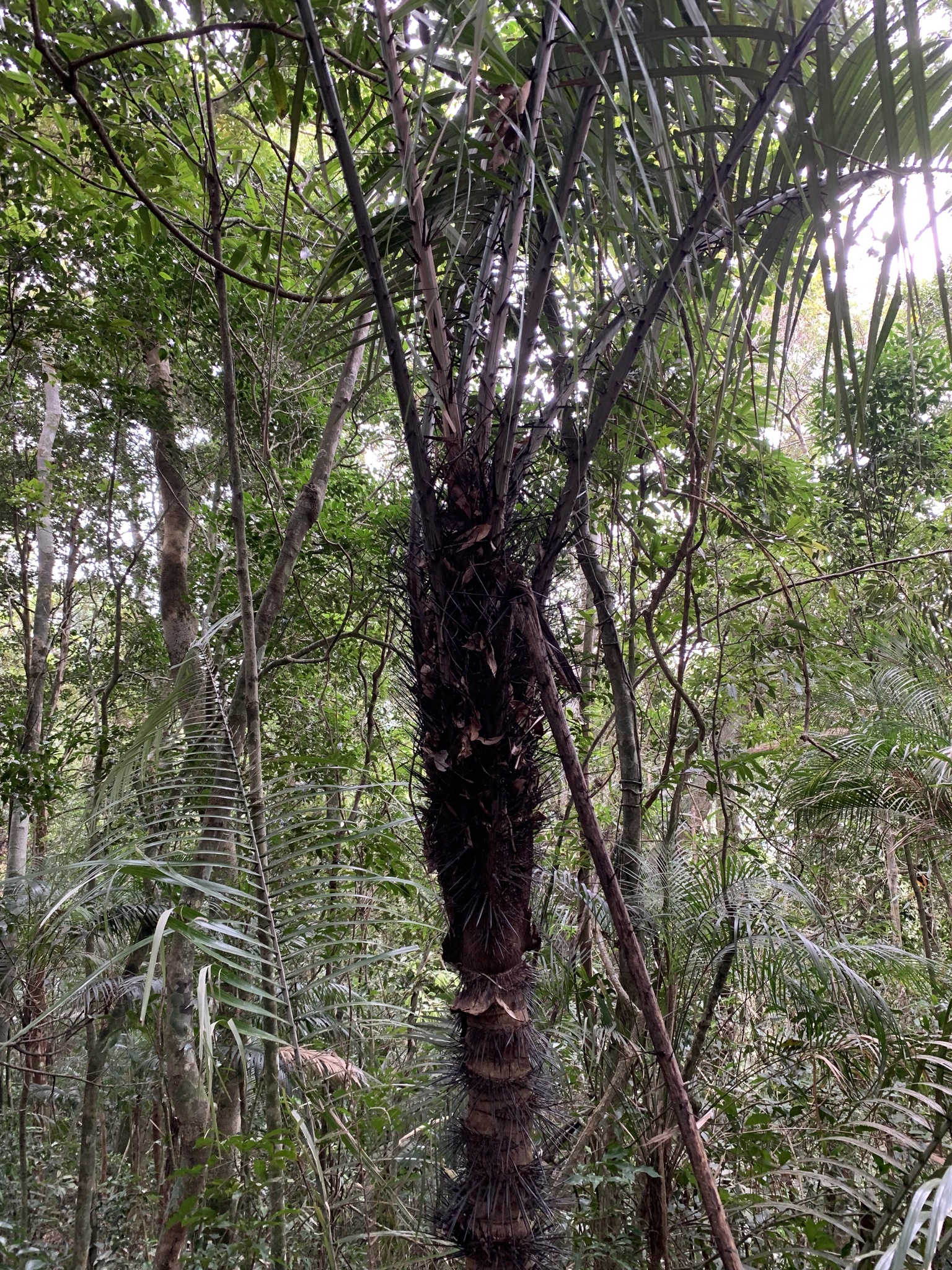 Astrocaryum aculeatissimum