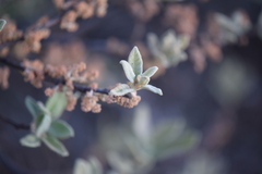 Quercus microphylla