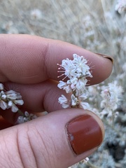 Eriogonum wrightii