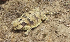 Phrynosoma cerroense