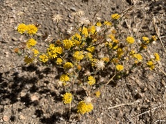 Lessingia glandulifera