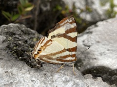 Dodona aponata