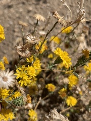Lessingia glandulifera