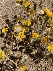 Lessingia glandulifera